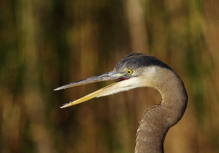 Black Vulture at dawn 3