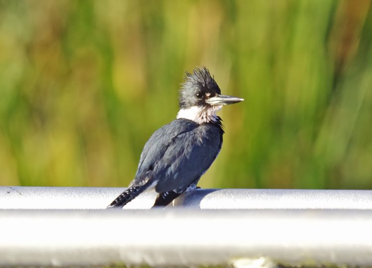 Belted Kingfisher