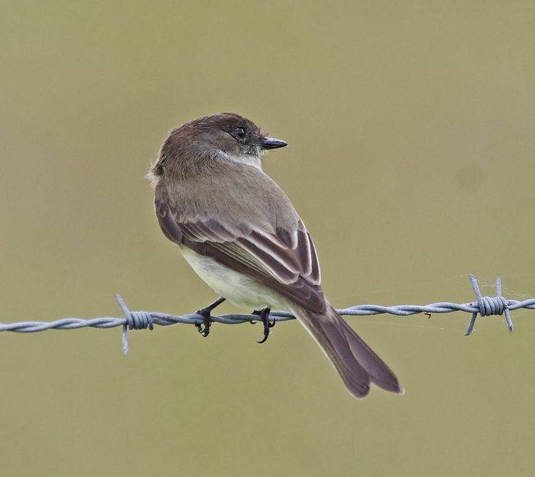 Eastern Phoebe
