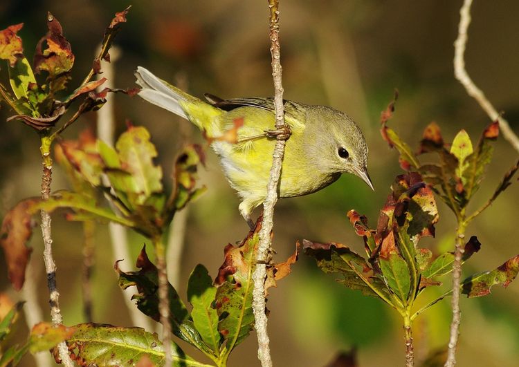 Orange-crowned Warbler