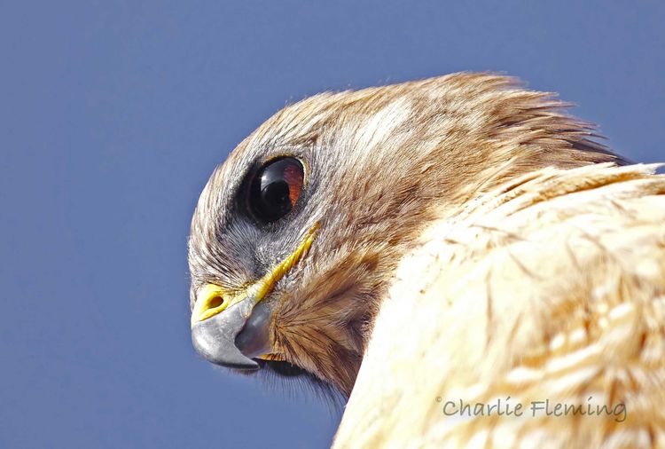 Peering down_edited-1