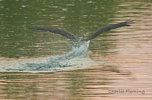 Diving Osprey_edited-1
