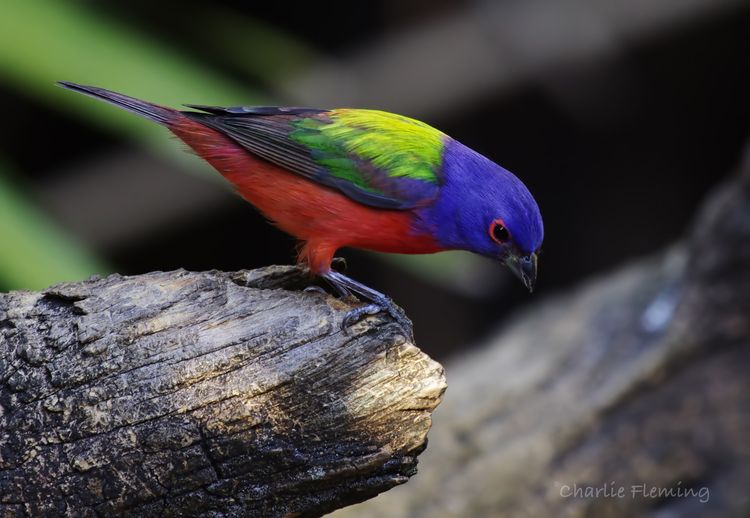 Painted Bunting_edited-2