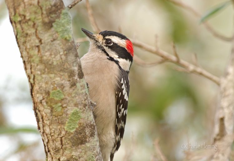 Hairy Woodpecker a