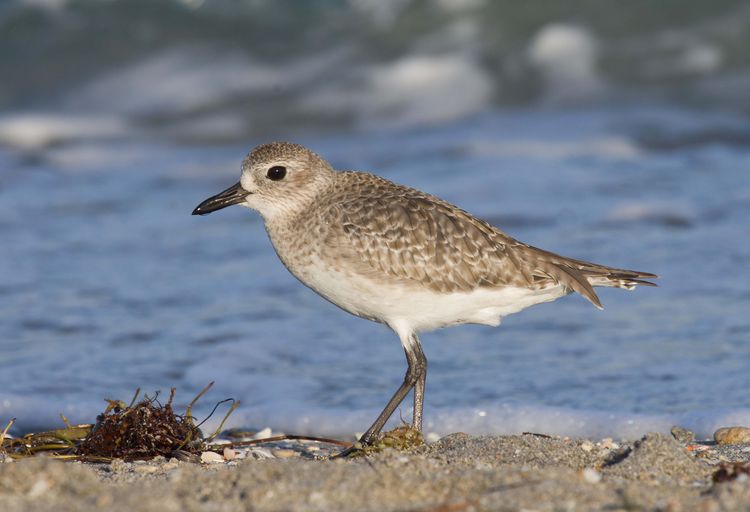 IMGP0094_edited-1 IMGP0094_edited-1