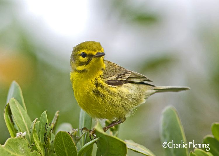 124011075.GXxK6nN1.PrairiWarblercopy