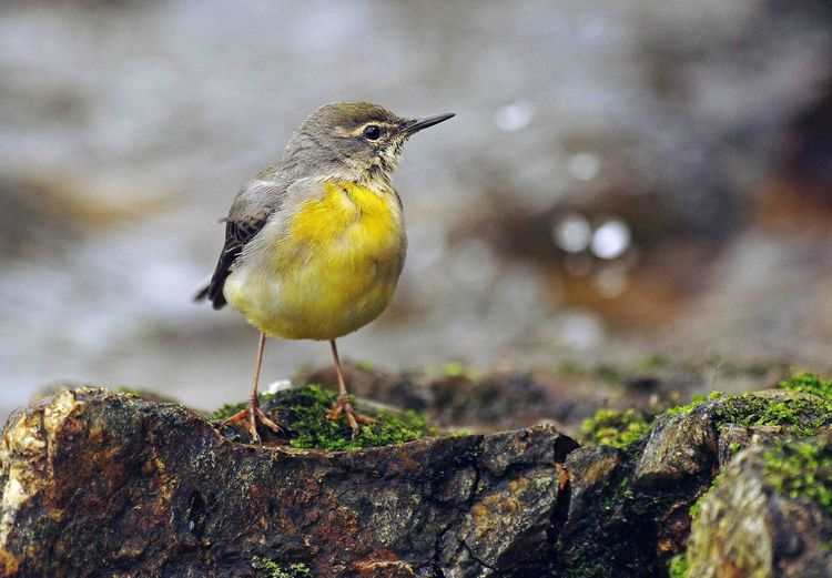 Fem wag aain Fem wag aain