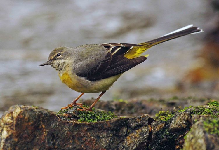 Female wagtail 3 copy Female wagtail 3 copy