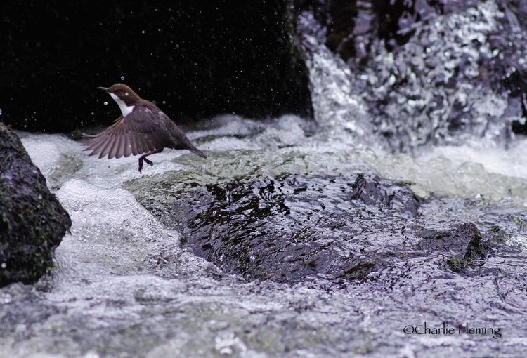 CHAS8485aaa CHAS8485aaa