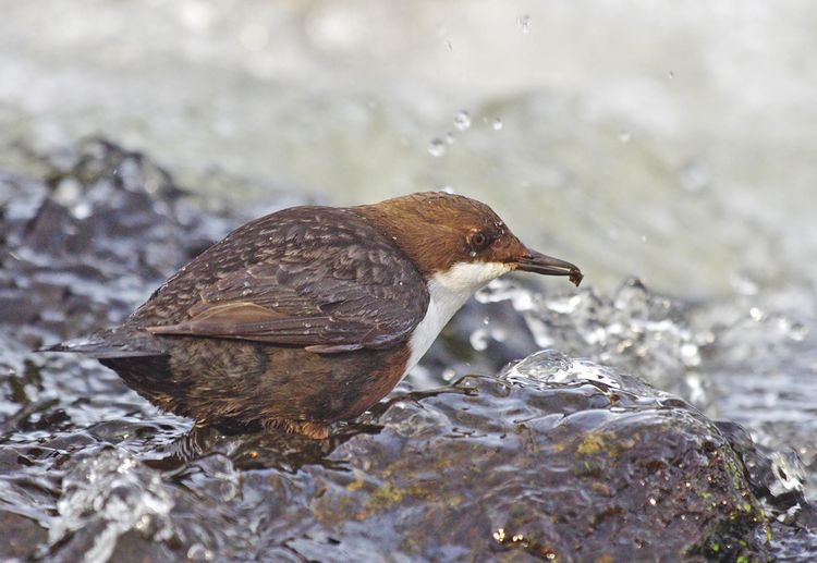 Fem with cadis_edited-1