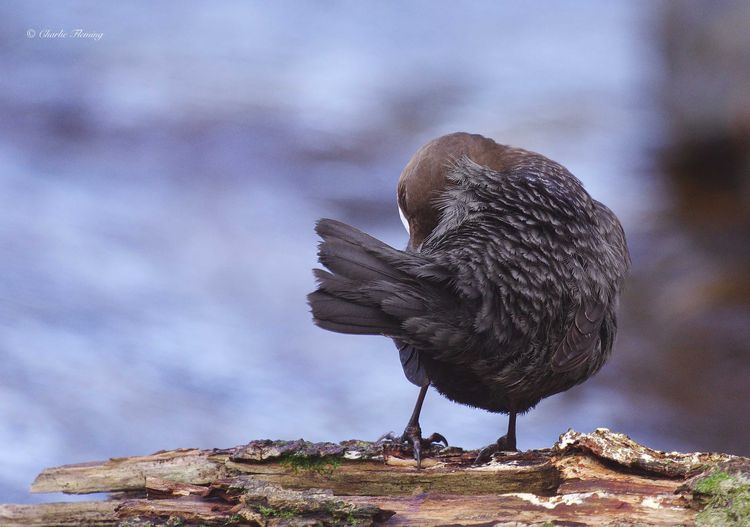 IMGP7432axaxaxa copy