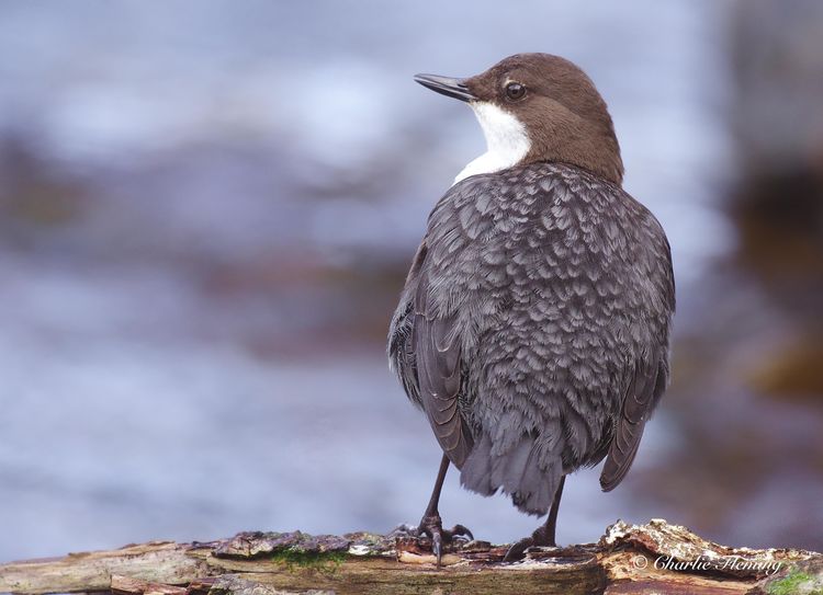 IMGP7424aaaaa copy_edited-1