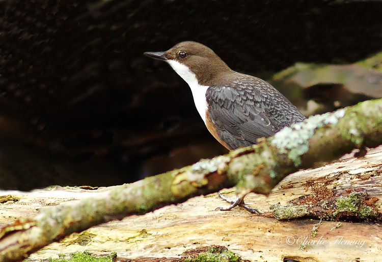 Dipper today Dipper today