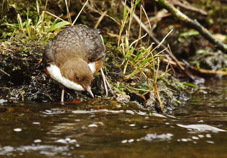 IMGP7047aaaa copy IMGP7047aaaa copy