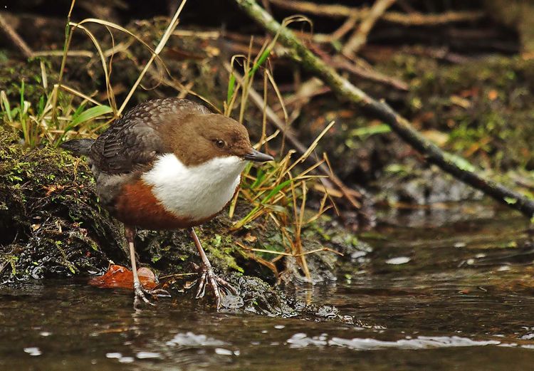 IMGP7078aaa copy IMGP7078aaa copy