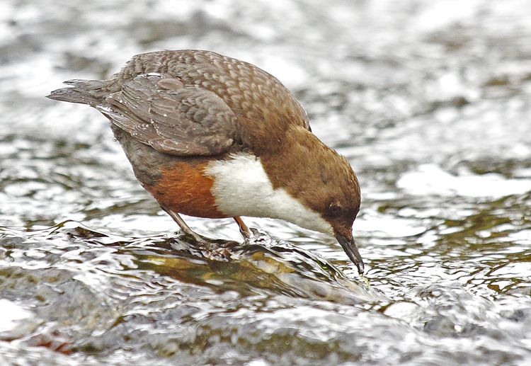 IMGP7086aaaa IMGP7086aaaa