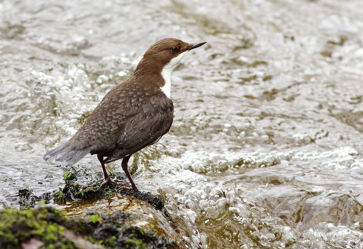 Female Dipper Female Dipper