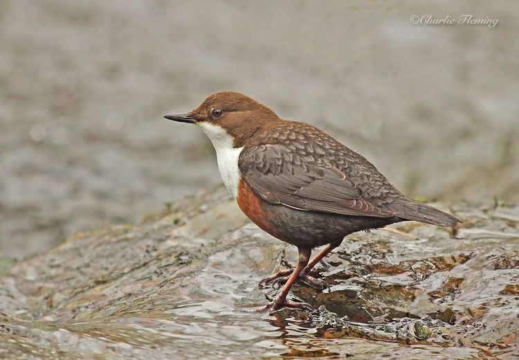 IMGP6327a copy2 IMGP6327a copy2