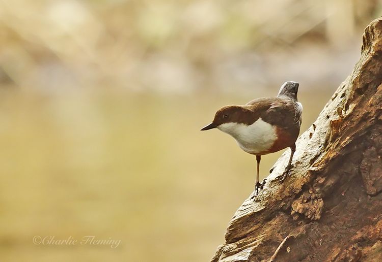 Dipper by the bridge Dipper by the bridge