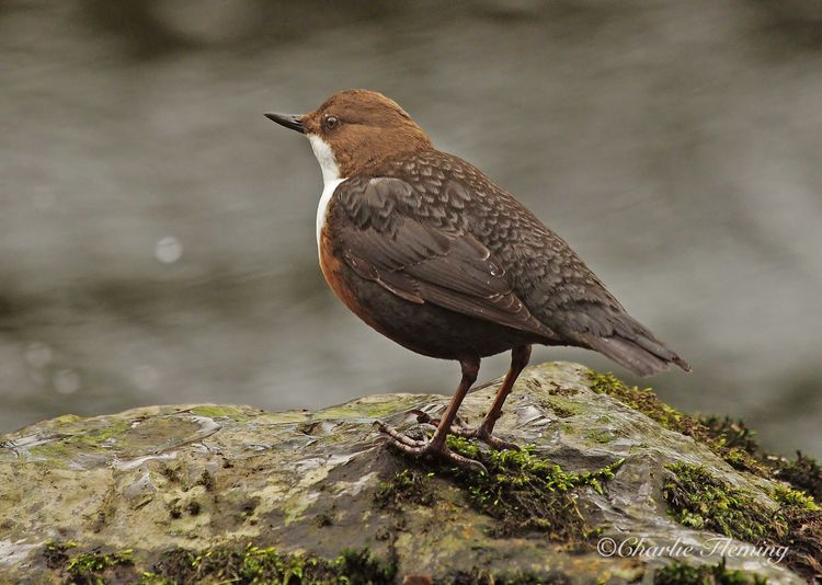 IMGP9418a_edited-1 copy IMGP9418a_edited-1 copy