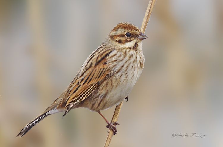 Reed Bunting_edited-1