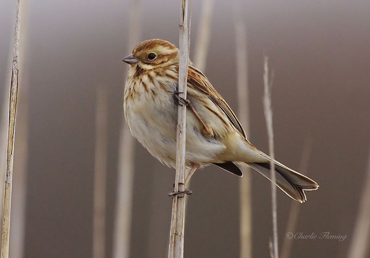 Reed Bunting