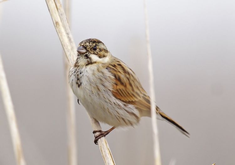Reed Bunting