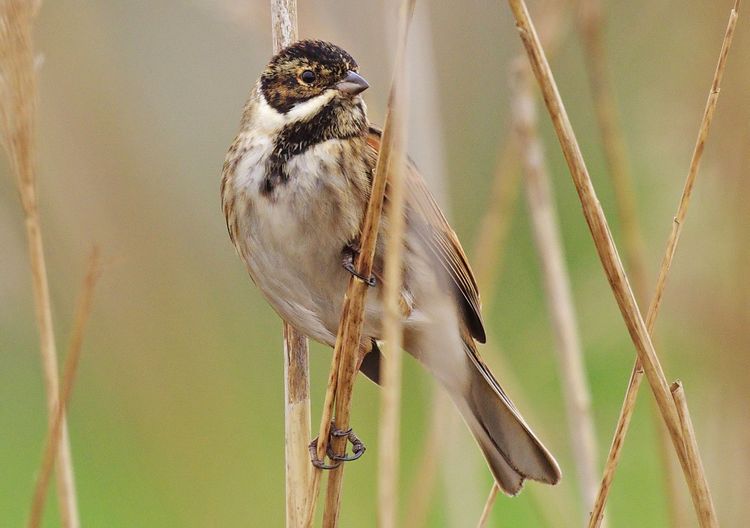 Reed Bunting