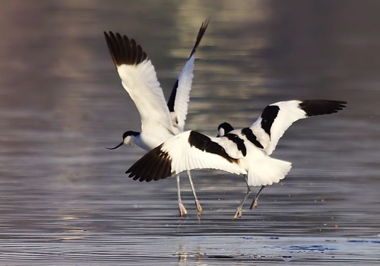Avocet