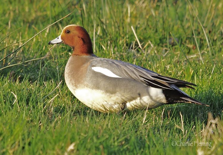 Standing Widgeon