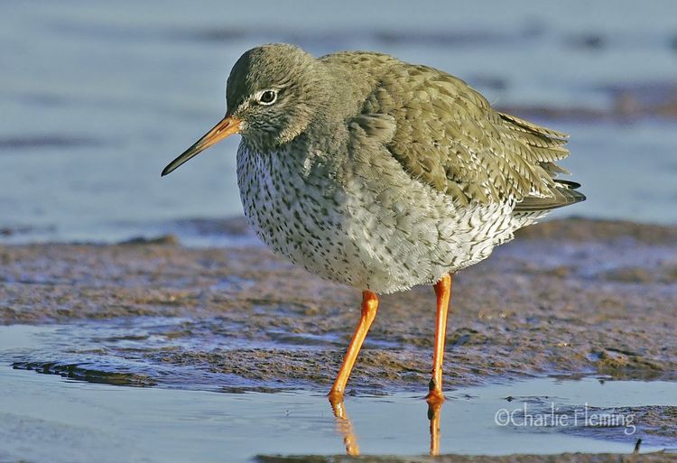 Redshank copy