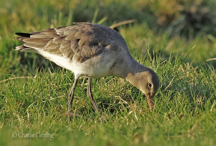 Black Tailed Godwit