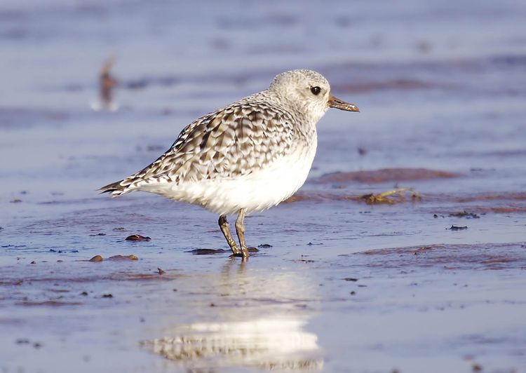 Grey Plover