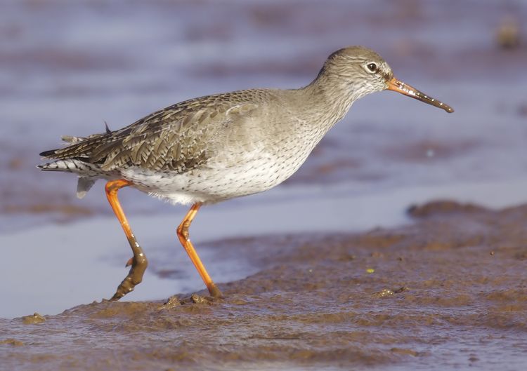 Redshank