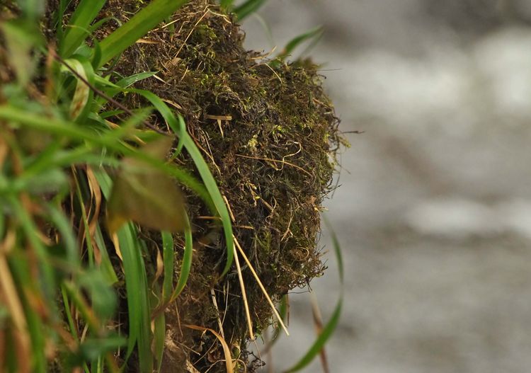 The nest from the side