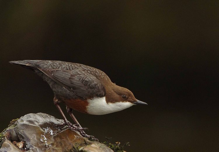 5HAS6515 copy 5HAS6515 copy