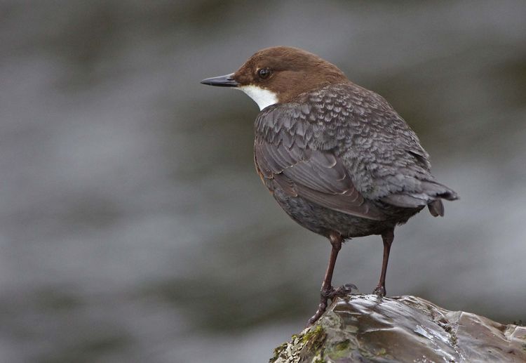 5HAS3116xxx 5HAS3116xxx