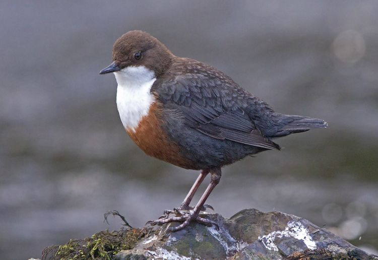 CHAS9563aaa CHAS9563aaa