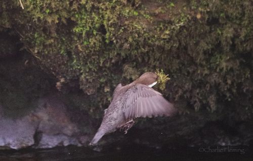 CHAS9695aaa CHAS9695aaa