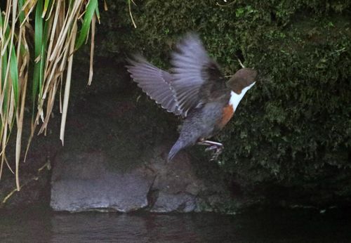 CHAS9723aa CHAS9723aa