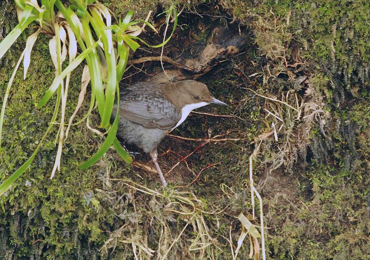 CHAS9659copy CHAS9659copy