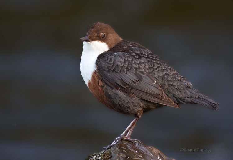 CHAS0153aaa_edited-1 CHAS0153aaa_edited-1