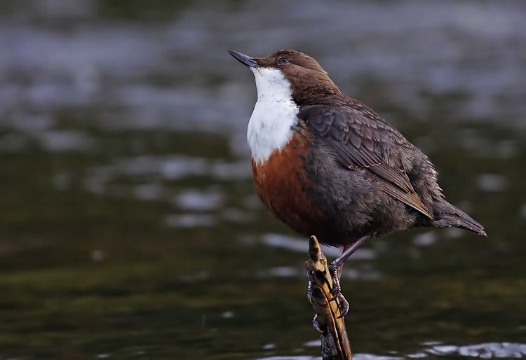 CHAS0073aa_edited-1 CHAS0073aa_edited-1