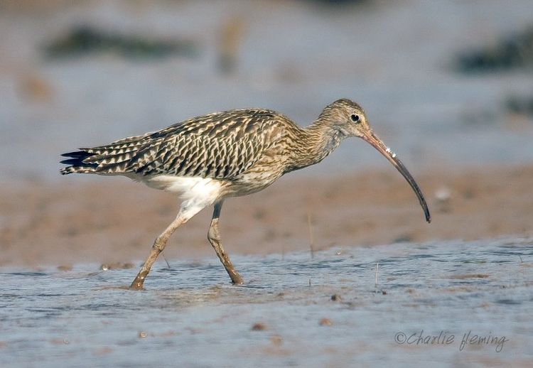 Curlew
