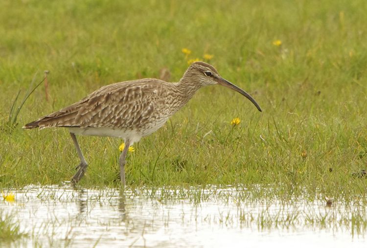 Whimbrel