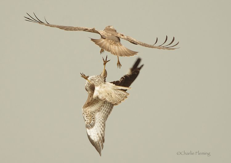 5HAS5367 2aaa_edited-1