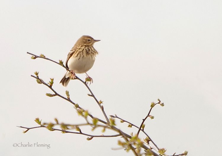Dartmoor Tree Pippit