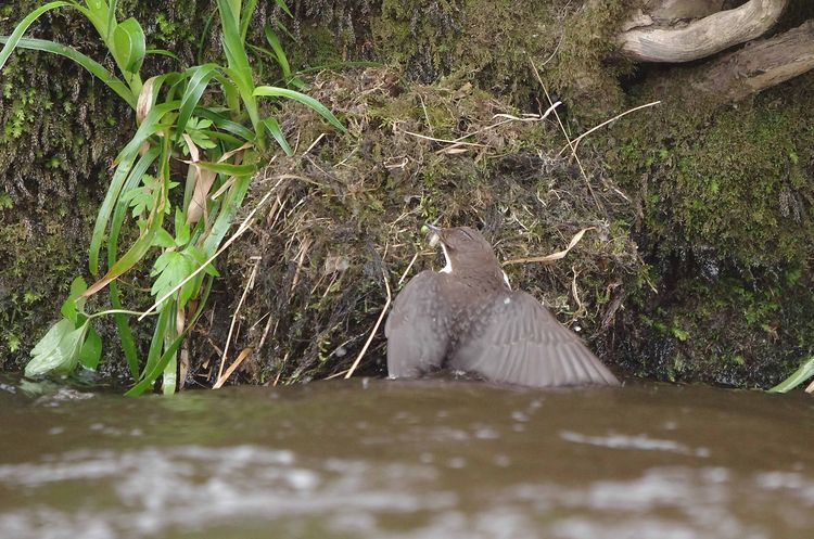 Male Dipper.