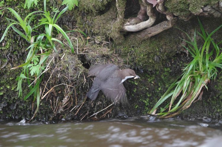 Male Dipper