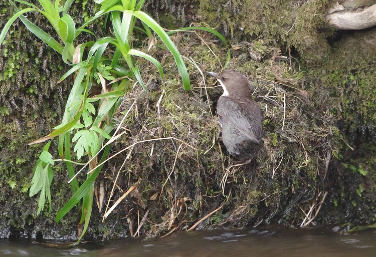 Female Dipper